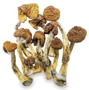 Champignons Magiques – B+