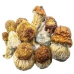 Champignons Magiques – Code Bleu