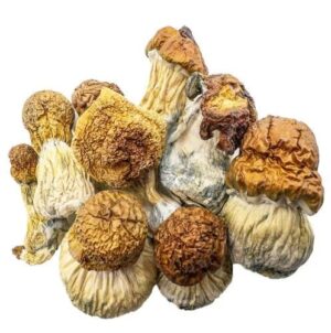 Champignons Magiques – Code Bleu